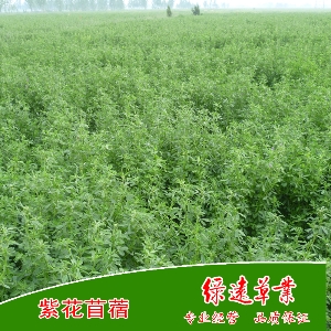 紫花苜蓿：牧歌401+Z