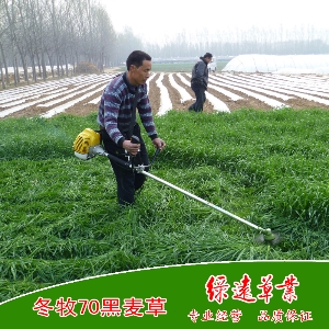 冬牧70黑麦草（一年生）