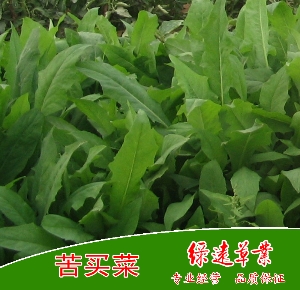 苦买菜（一年生）