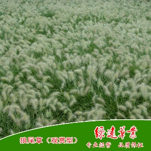 狼尾草（观赏型）
