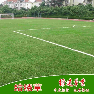 结缕草