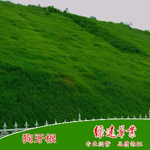 狗牙根