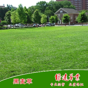 黑麦草（草坪型）