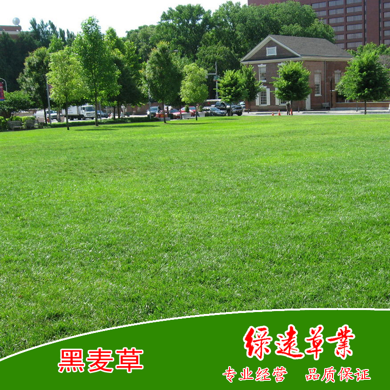 黑麦草（草坪型）