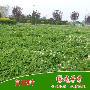 白三叶（草坪型）