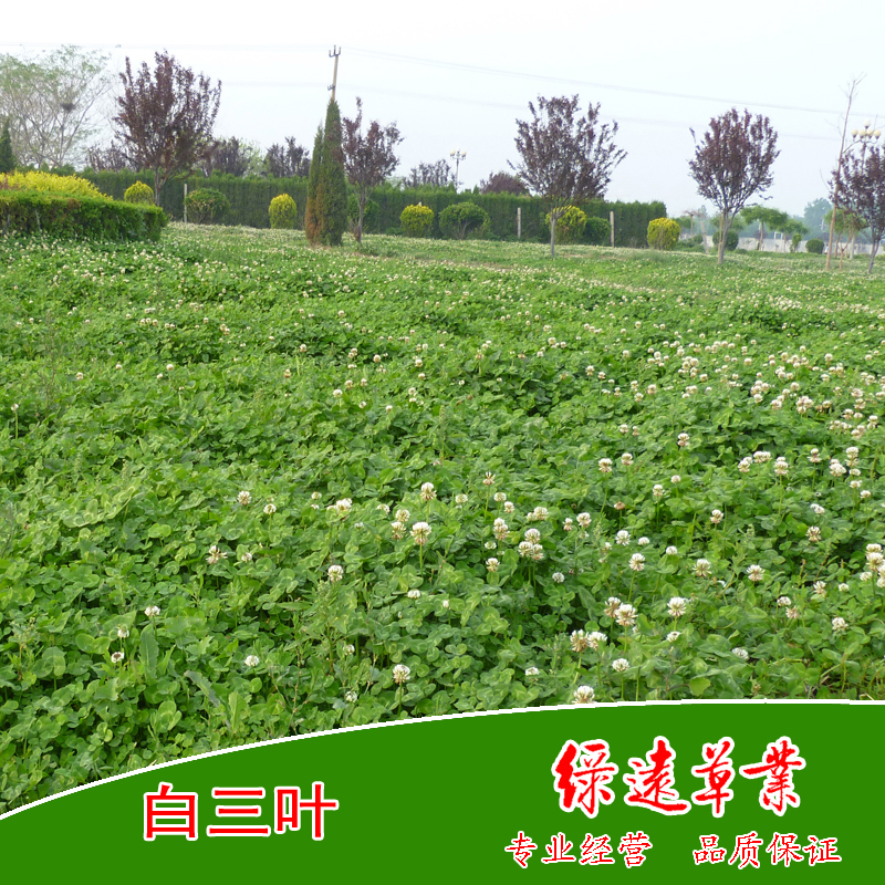 白三叶（草坪型）