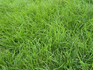 紫羊茅