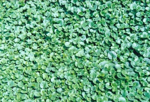 马蹄金