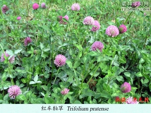 红三叶