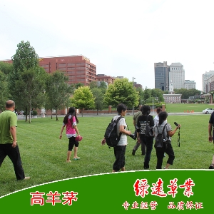 高羊茅