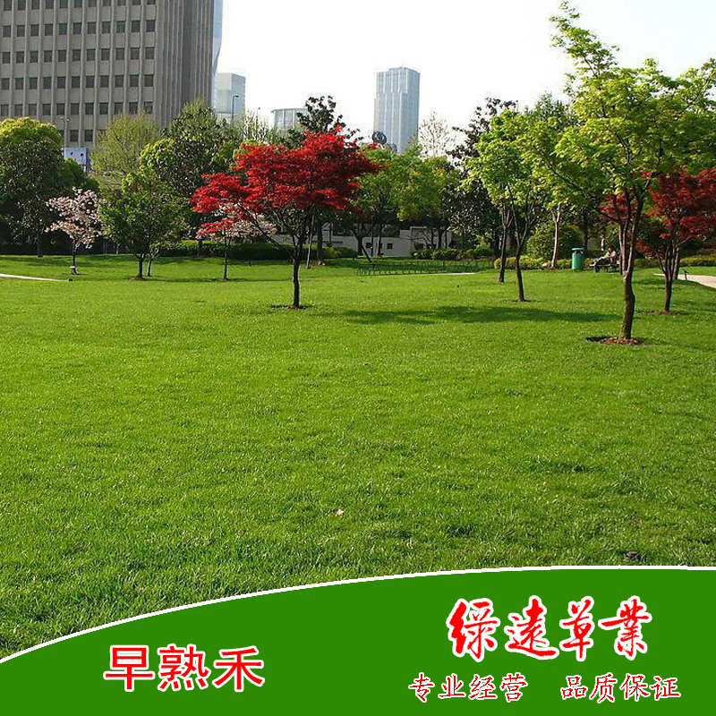 早熟禾