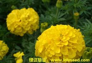 万寿菊