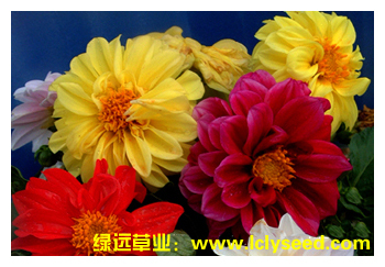 大丽花