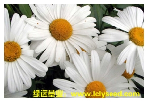 大滨菊