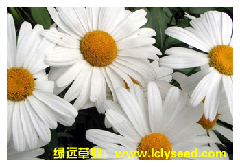 大滨菊