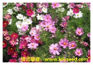 波斯菊