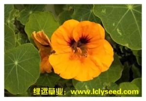 半枝莲