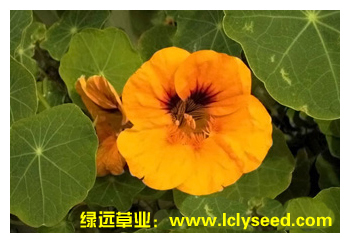半枝莲