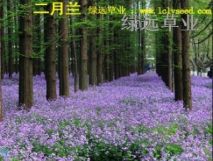 二月兰