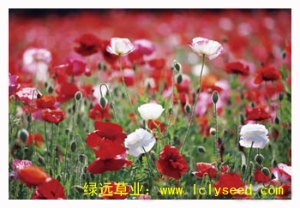 虞美人组合