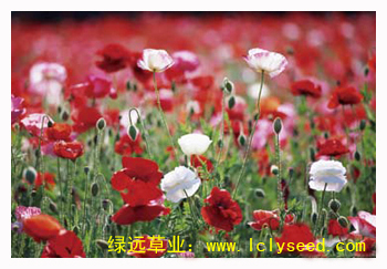 虞美人组合