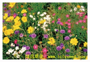 小矮人（组合品种）