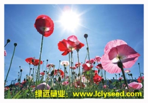 楼兰春梦（组合品种）