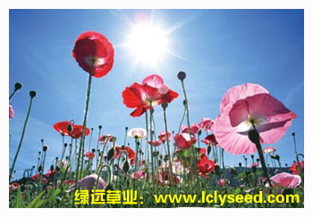 楼兰春梦（组合品种）