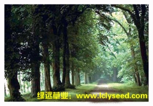 林荫大道（组合品种）