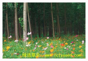 林荫彩梦（组合品种）