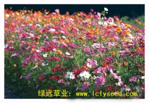 都市炫彩（组合品种）