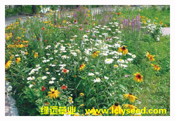 春去春又来（组合品种）