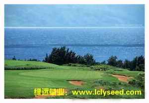 滨海之星（组合品种）