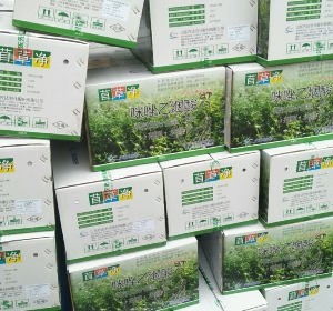 苜蓿草除草剂  苜草净 最新配方：专治灰灰菜、拉拉秧等顽固杂草